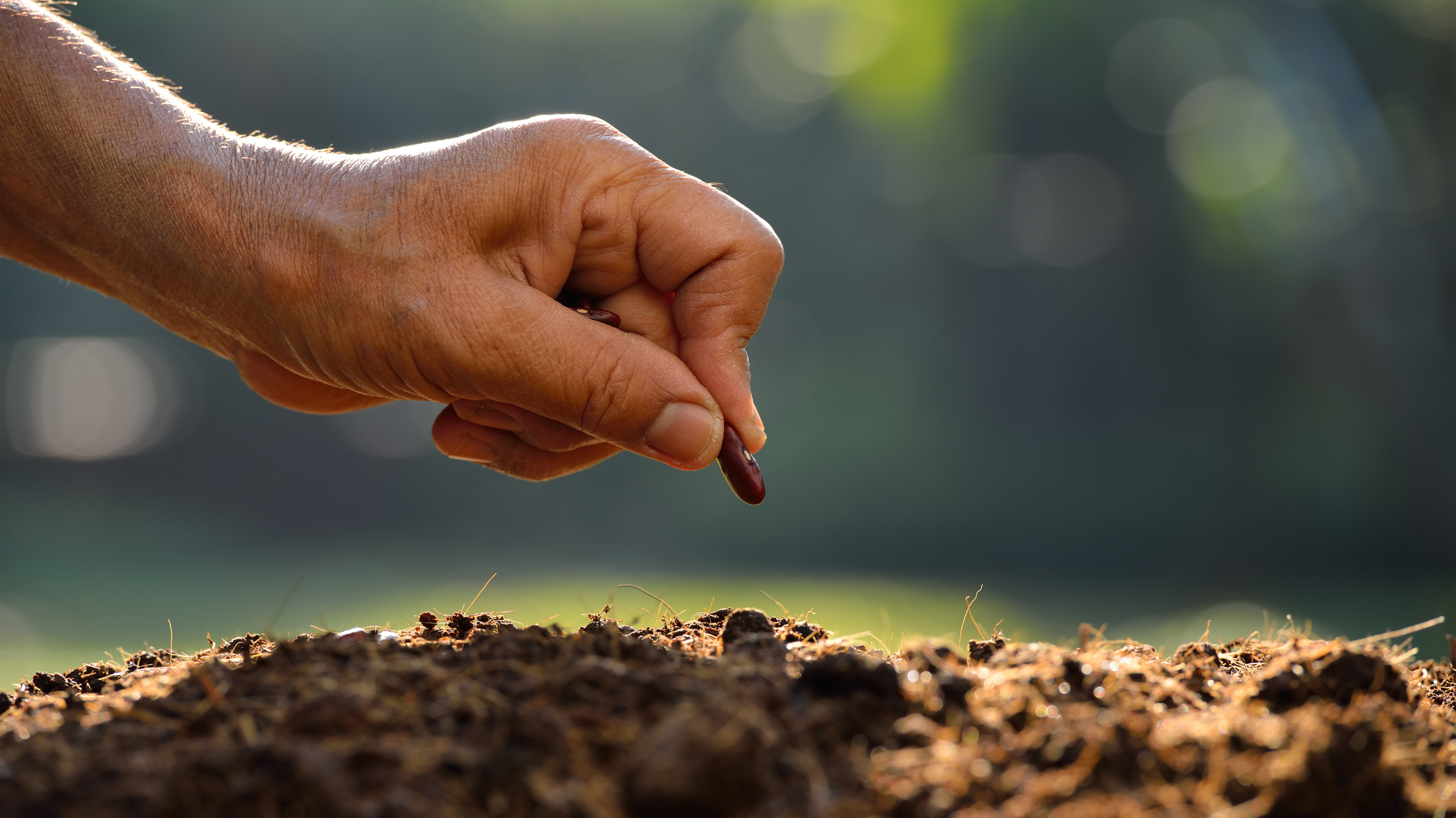 Church Planting Catalyst
